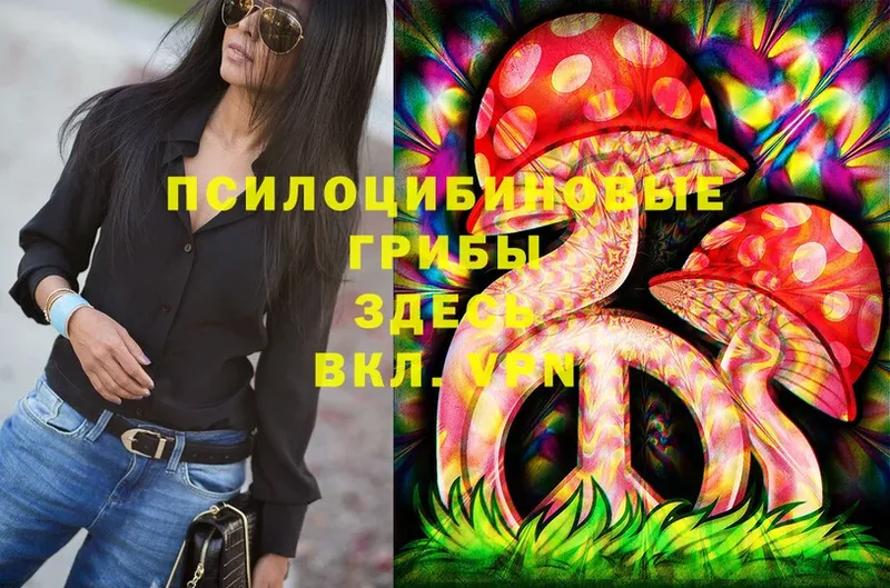 Галлюциногенные грибы Psilocybe  Аркадак 